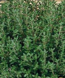 Thyme