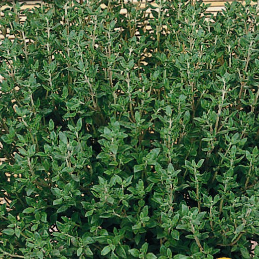 Thyme