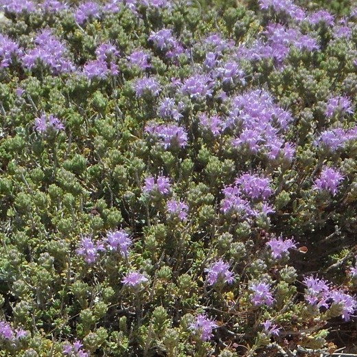 Thyme Seeds (Thymus vulgaris) – Aromatic Culinary Herb - Image 4