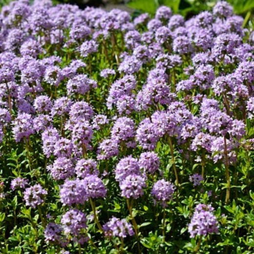 Thyme Seeds (Thymus vulgaris) – Aromatic Culinary Herb - Image 3