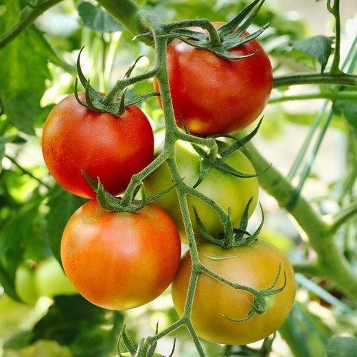 Tomato Alicante
