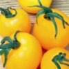 Tomato Golden Sunrise