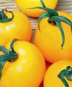 Tomato Golden Sunrise