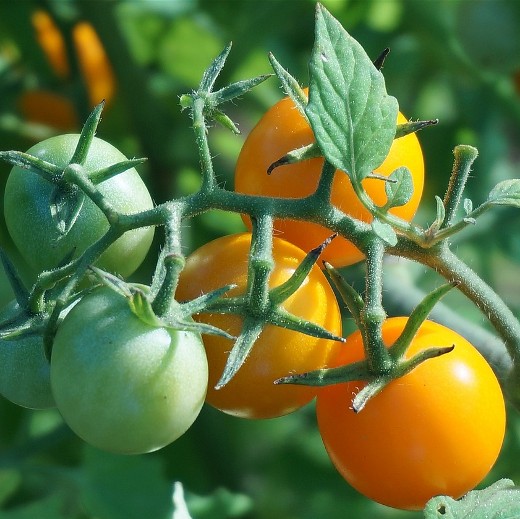 Tomato Golden Sunrise – Golden Yellow, Cordon Tomato Seeds - Image 3
