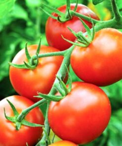 Alternative view of Tomato Moneymaker Seeds –  Heavy, Reliable Yields