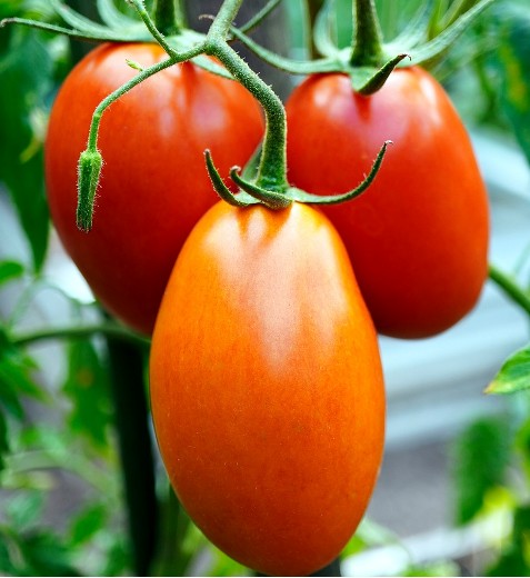 Plum Tomato