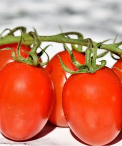 Roma Tomatoes