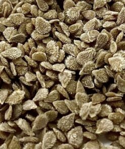 tomato seed