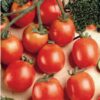 Tomato Tiny Tim