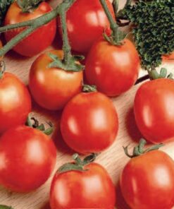 Tomato Tiny Tim