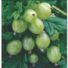Gooseberry Hinnonmaki Green