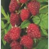 Raspberry Malling Promise
