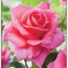 Rose Eiffel Tower