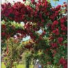Climbing Rose Ena Harkness