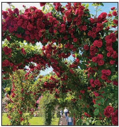 Climbing Rose Ena Harkness