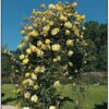 Climbing Rose Goldfassade