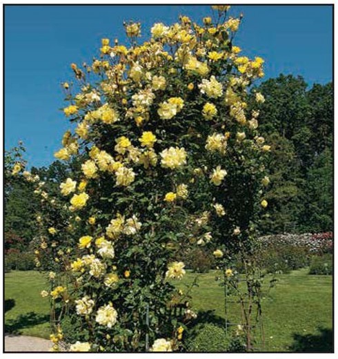 Climbing Rose Goldfassade