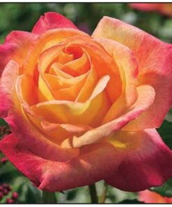 Rose Kronenbourg