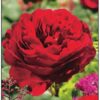 Rose Roter Stern (Red Star)