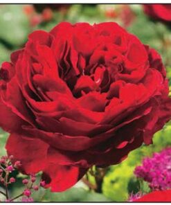 Rose Roter Stern (Red Star)