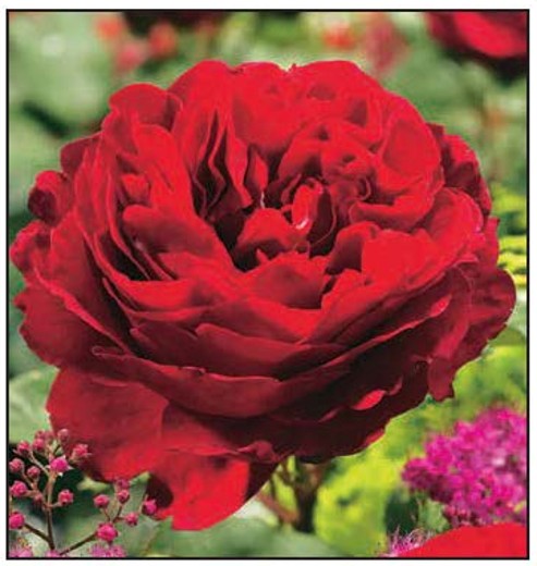 Rose Roter Stern (Red Star)