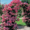 Climbing Rose Schoolgirl
