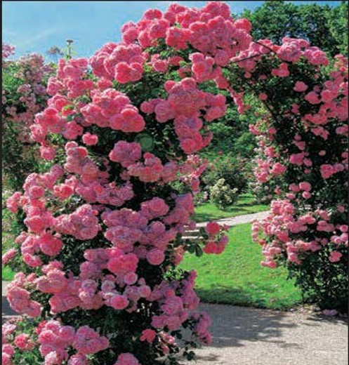 Climbing Rose Schoolgirl