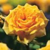 Rose Sutters Gold