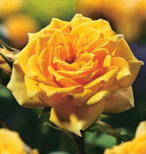 Rose Sutters Gold
