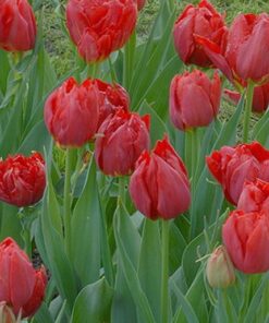 abba tulip
