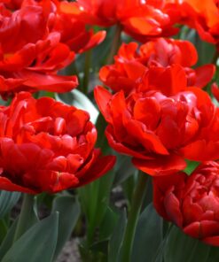abba tulip flowers