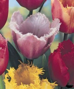 Tulip Crispa