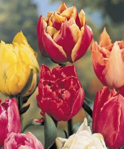 Double early tulips