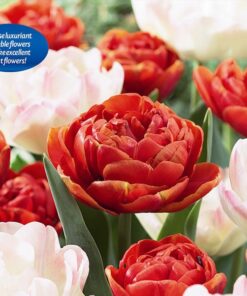 TULIP DOUBLE EARLY. Mixed Bulbs, Size 10-11