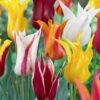 lily flowering tulips