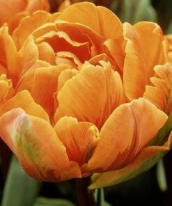 Tulip Orange Emperor