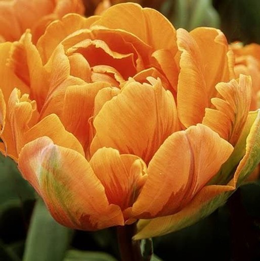 Tulip Orange Nassau