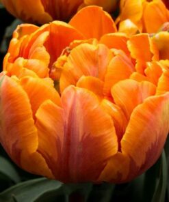 orange nassau tulip