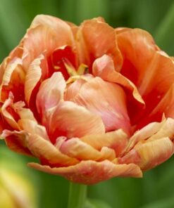 Tulip Orange