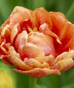 tulip orange nassau