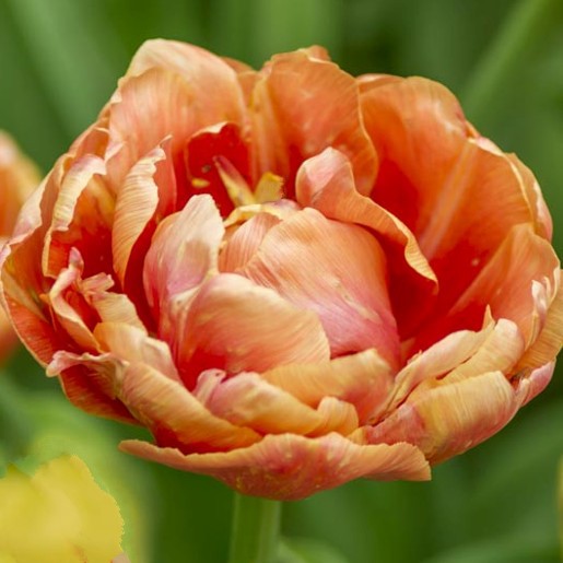 tulip orange nassau