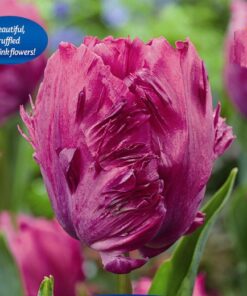 Tulip Prince Parrot