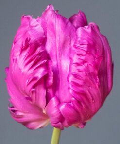 Alternative view of Parrot Tulip Prince.  12 Bulbs, Size 11/12