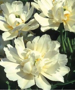 schoonoord tulip open