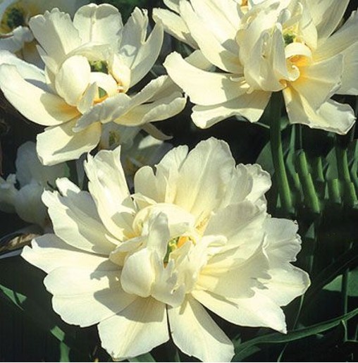 schoonoord tulip open