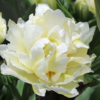 Tulip Schoonoord