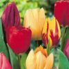 single early tulips