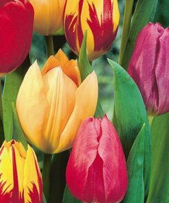 single early tulips