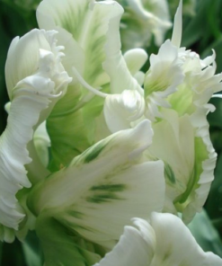 Tulip Super Parrot