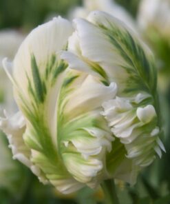 super parrot tulip